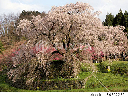 又兵衛桜6 30792285