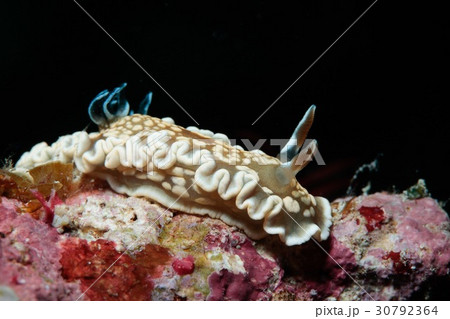 キンゴマイロウミウシ キンゴマイロウミウシ 30792364