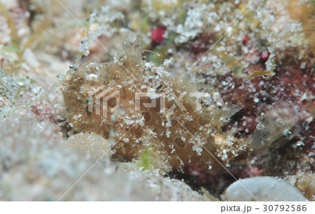 カエルアンコウ カエルアンコウ 30792586