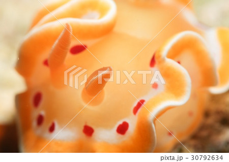 アカテンイロウミウシ アカテンイロウミウシ 30792634