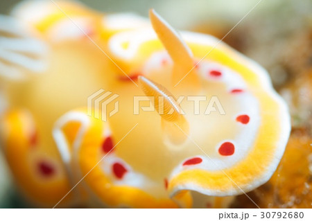 アカテンイロウミウシ 30792680