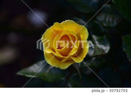 黄色のバラ　 30792703