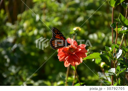 オオカバマダラ オオカバマダラ 30792705