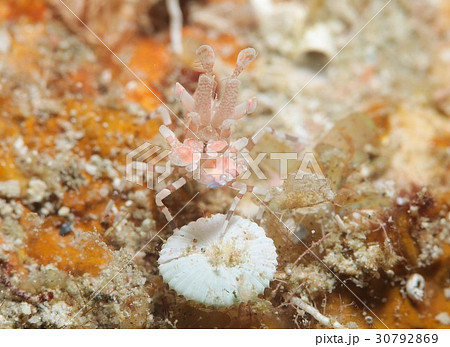 フリソデエビ フリソデエビ 30792869