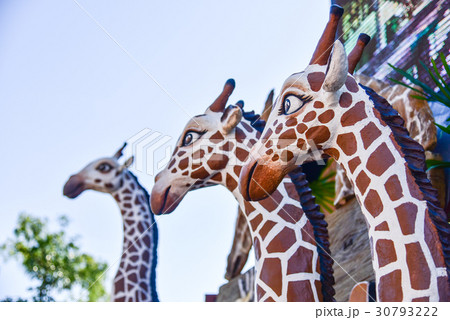 Giraffe Giraffe 30793222