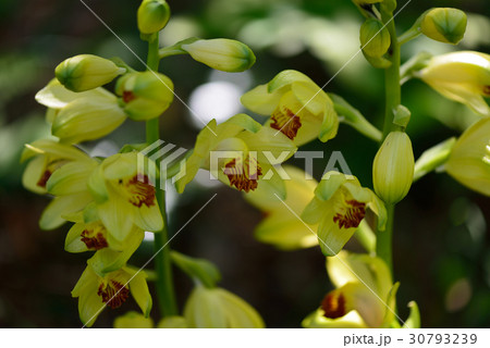 ガンセキランの花 ガンセキランの花 30793239