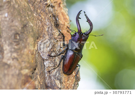ノコギリクワガタ 30793771