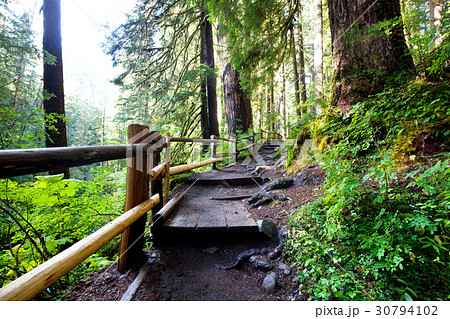 Boardwalk in the forest 30794102