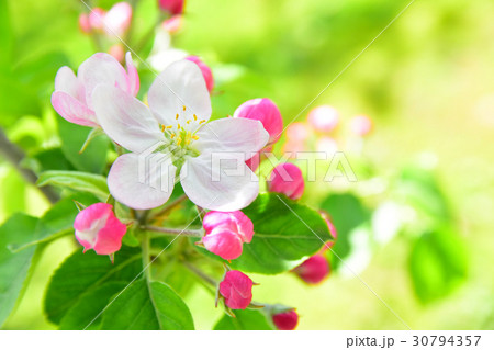 りんごの花 りんごの花 30794357