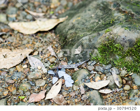 蝶 チョウ 蝴蝶 30794520