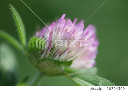 花 30794560
