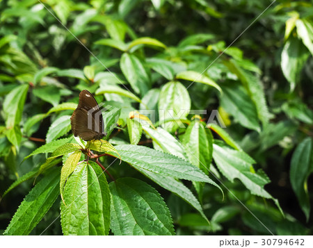 蝶 チョウ 蝴蝶 30794642