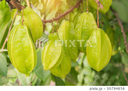 Carambola,Averrhoa carambola,Oxalidaceae,fruit wit Carambola,Averrhoa carambola,Oxalidaceae,fruit wit 30794656
