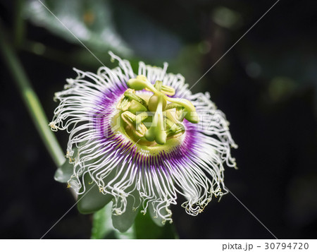 パッションフルーツ クダモノトケイソウ 果物時計草 30794720