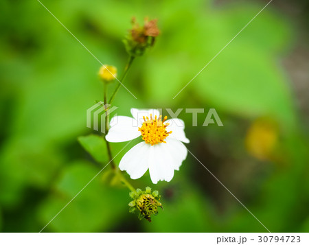 キンケイギク 金鶏菊 センダングサ 30794723
