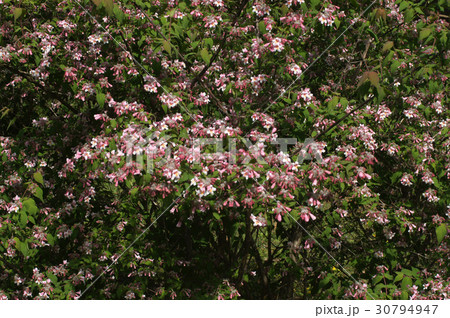 コルクウィッチア・アマビリス 30794947