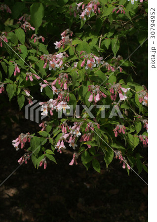 コルクウィッチア・アマビリス 30794952