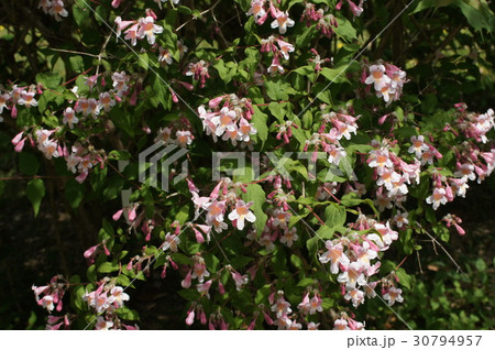 コルクウィッチア・アマビリス コルクウィッチア・アマビリス 30794957