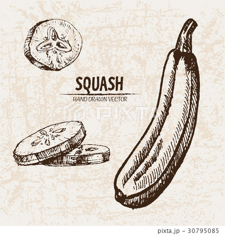 Digital vector detailed line art squash Digital vector detailed line art squash 30795085