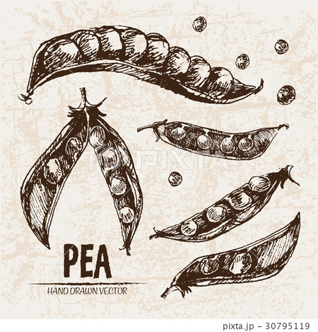 Digital vector detailed line art pea Digital vector detailed line art pea 30795119