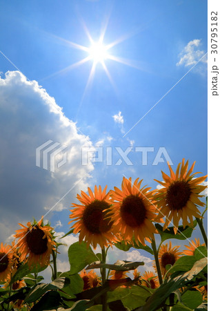 ひまわり 30795182