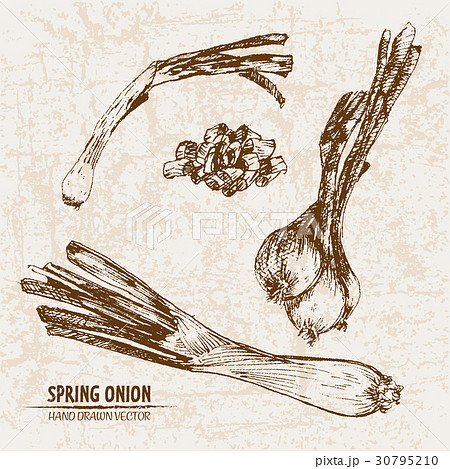 Digital vector detailed line art spring onion Digital vector detailed line art spring onion 30795210