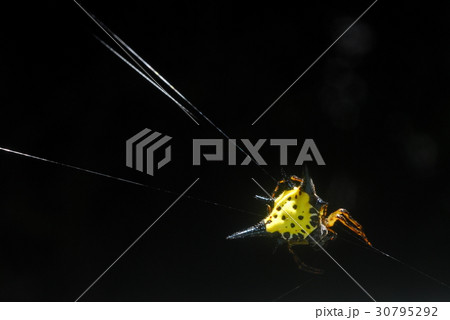 Spider arachnid sits in its lair Spider arachnid sits in its lair 30795292
