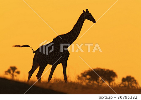 Idyllic giraffe silhouette with evening sunset Idyllic giraffe silhouette with evening sunset 30795332