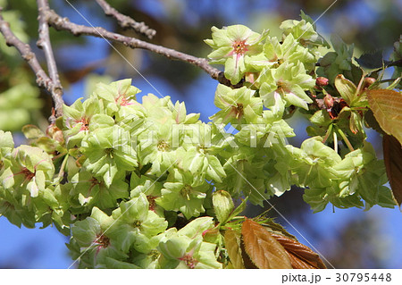 八重桜（御衣黄） 30795448
