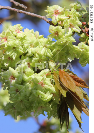 八重桜(御衣黄) 八重桜(御衣黄) 30795449