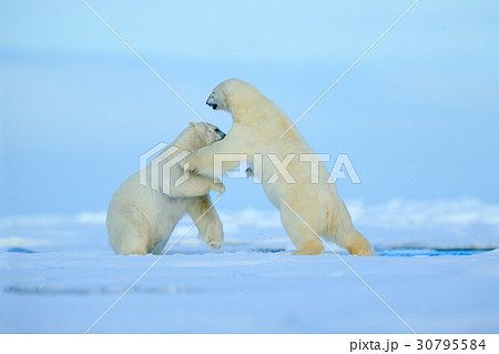 Two polar bear fighting on drift ice in Svalbard Two polar bear fighting on drift ice in Svalbard 30795584