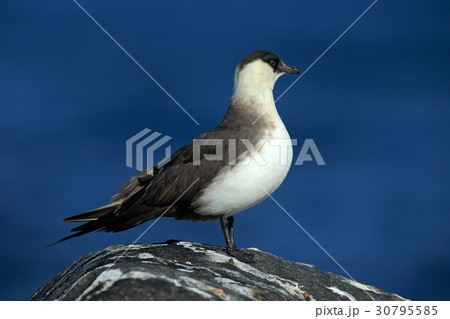 Marine bird Arctic Skua, Stercorarius parasiticus Marine bird Arctic Skua, Stercorarius parasiticus 30795585