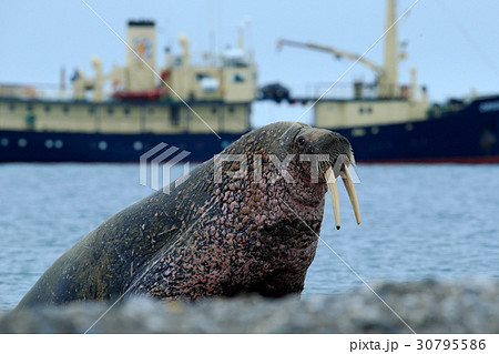 The walrus, Odobenus rosmarus The walrus, Odobenus rosmarus 30795586