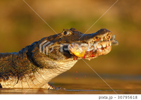 Yacare Caiman, crocodile with piranha fish 30795618