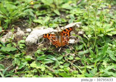 蝶 チョウ 蝴蝶 30795633