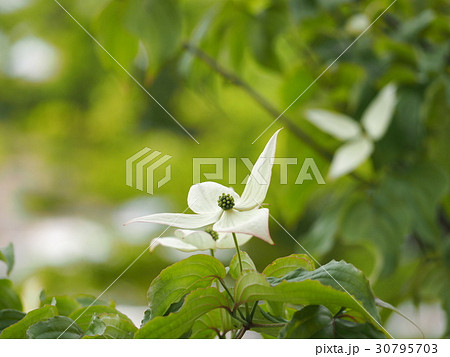 ヤマボウシの花 30795703