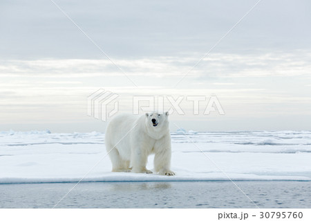 Big polar bear on drift ice edge with snow a water 30795760