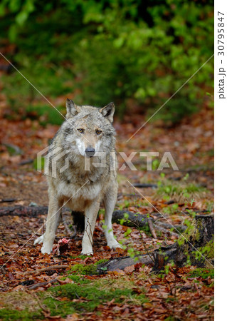 Gray wolf, Canis lupus, in the spring 30795847