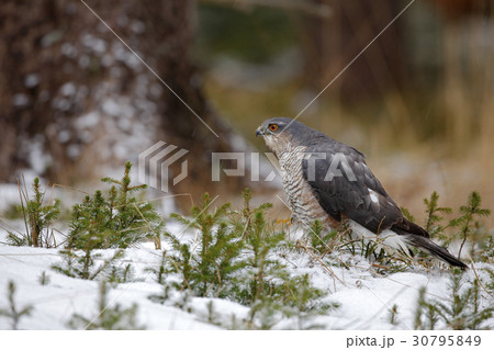 Birds of prey Eurasian sparrowhawk 30795849