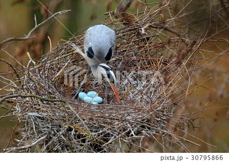 Grey heron, Ardea cinerea, in nest with four eggs Grey heron, Ardea cinerea, in nest with four eggs 30795866