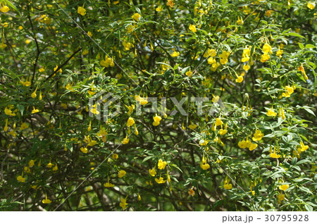 ヒマラヤソケイの花 ヒマラヤソケイの花 30795928
