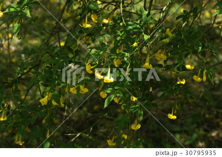 ヒマラヤソケイの花 30795935