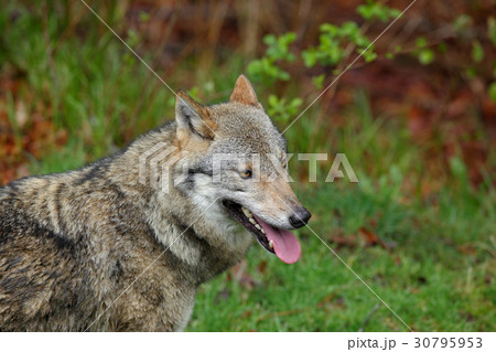 Gray wolf, Canis lupus, portrait stuck out tongue 30795953