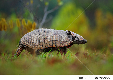 Southern Naked-tailed Armadillo, Cabassous Southern Naked-tailed Armadillo, Cabassous 30795955