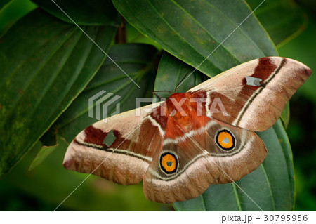 Beautiful big butterfly Gonimbrasia belina Beautiful big butterfly Gonimbrasia belina 30795956