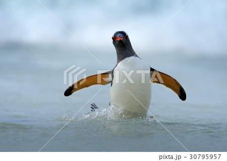 Gentoo penguin jumps out of the blue water 30795957