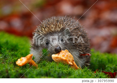 Cute European Hedgehog, Erinaceus europaeus Cute European Hedgehog, Erinaceus europaeus 30795990