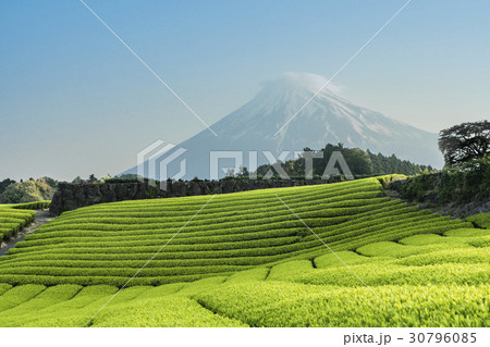 茶畑と富士山と青空 30796085