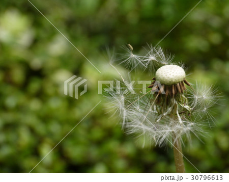 たんぽぽ綿毛④ 残りわずか たんぽぽ綿毛④ 残りわずか 30796613
