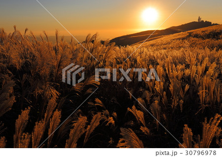 生石高原 夕日に輝くススキ 生石高原 夕日に輝くススキ 30796978